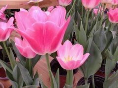 android_upload_pic-荷兰花海