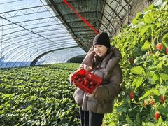 -大自然农场蔬菜草莓采摘园