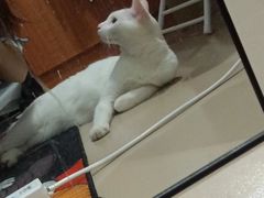 -安安宠医安欣宠物医院