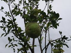 -菊园百果园