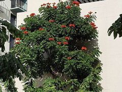-拉斯维加斯O秀