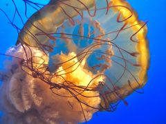 -太平洋海底世界