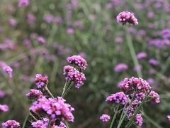 -君乐宝优致牧场