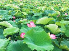 -荷塘月色湿地公园·向阳花洲