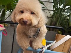 -Grande A'moo(上海万象城店)