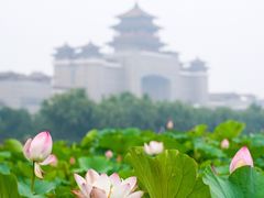 -莲花池公园