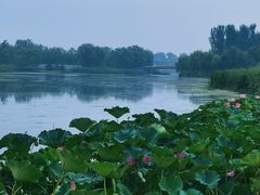 -马家湾湿地公园
