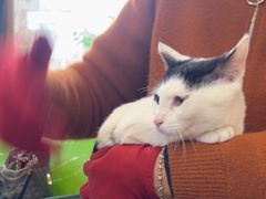 -爱侣·安琦尔宠物医院·中兽医针灸·心内科·狂犬免疫点(宝山区院)