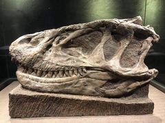 -自贡恐龙博物馆