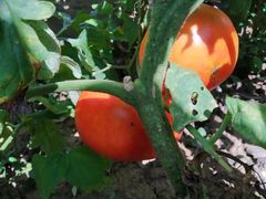 -中华贤母园-陶渊明纪念馆