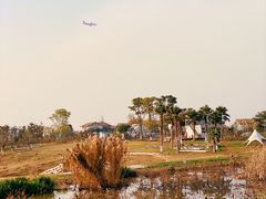 -空港花田景区