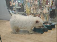 -BABIT巴比特宠物(MOMOPARK店)