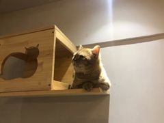-万小咖.猫咖(中山路天虹店)