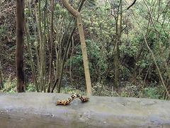 -龙湾潭国家森林公园