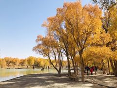 -金塔沙漠胡杨林景区