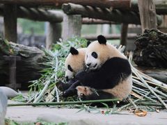 -都江堰中华大熊猫苑