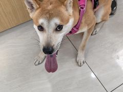 -美联众合动物医院·24h京西诊疗中心