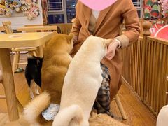 -豆柴町-柴犬主题狗咖(红鼎国际C座店)