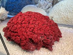 -贝林大翅鲸简餐厅(国家海洋博物馆店)