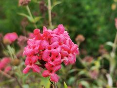 -中国科学院华南植物园