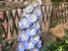 -双季花艺园艺市场(浦东店)