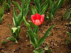 -国家植物园南园