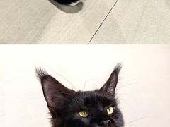 -豆逗聊愈猫阁Easy Life