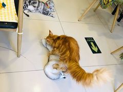 -平行世界·猫咖(首经贸店)