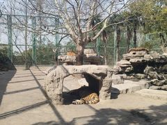 -上海野生动物园