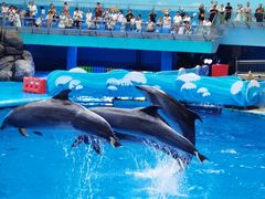 -海合安成都极地海洋公园
