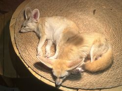 -Zoolung Zoolung动物主题公园(海信广场店)