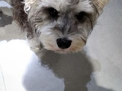 -琪喵猫屋·撸猫猫咖·猫舍