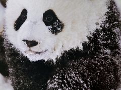 -红星兔丁(武侯祠店)
