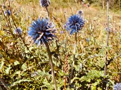 -白草畔自然风景区