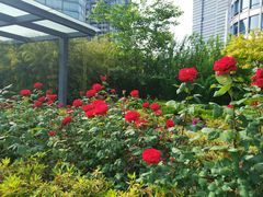 -北外滩滨江绿地