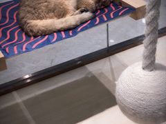 -momokira米努特·德文卷毛猫·棉花面纱犬