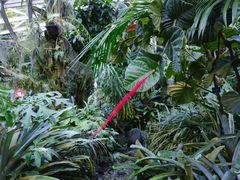 -新加坡植物园