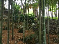 -大本营竹筒饭