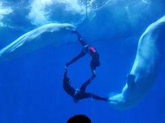 -芜湖新华联大白鲸海洋公园