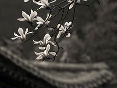 -碑林公园