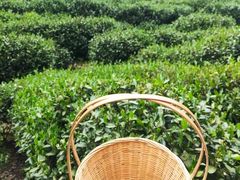 -龙坞茶村