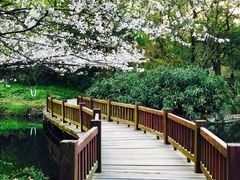 -西湖外事游船(花港观鱼码头)