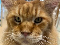 -藏猫猫咖啡主题馆(中央大道店)