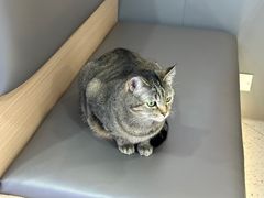 -喵园·猫主题咖啡厅·撸猫·猫咖(国贸店)