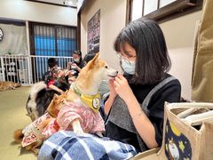 -逗柴咖啡屋·狗咖猫咖宠物桌游