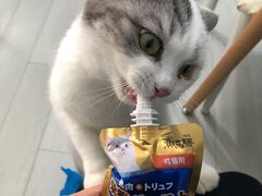 -喵的天空名猫咖啡馆·撸猫·猫舍·用品