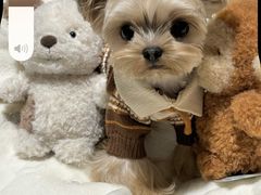 -FAELING PETS美天灵宠物(富力广场店)