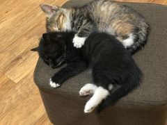 -平行世界·猫咖(首经贸店)