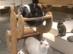 -飞行喵MR PILOT|猫舍·猫咖(静安大融城店)