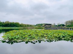 -溱湖国家湿地公园